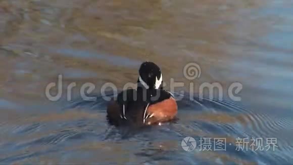 带帽秋沙鸭视频