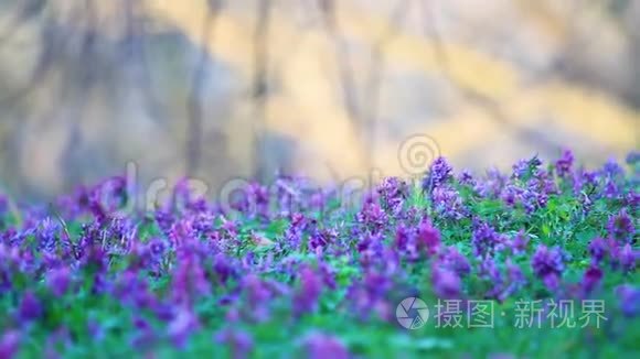 春天的紫花在傍晚的森林里视频