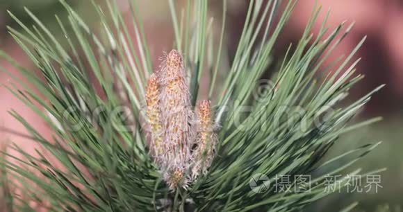 松花盛开花粉过敏细节视频