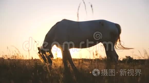 令人印象深刻的白马与飘动的鬃毛放牧草地在户外的斯洛文尼亚