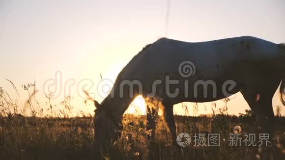 美丽的马在无边无际的田野里吃草，在美妙的夕阳下在斯洛文尼亚