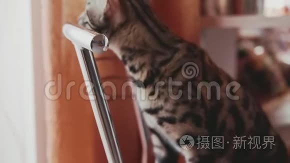 可爱的条纹猫在家视频