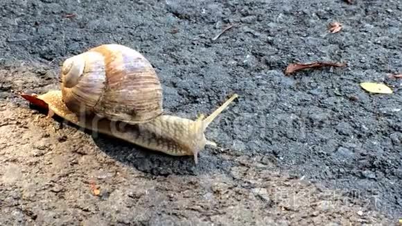 吃蜗牛走过一条路视频