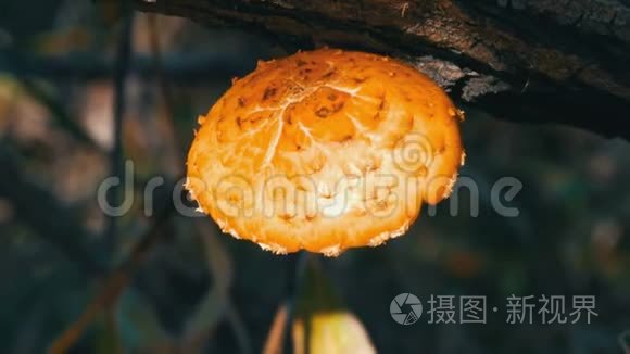 黄菇菌在树上生长视频