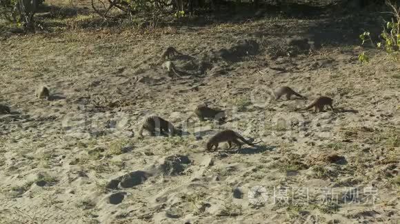 猫鼬在沙滩上玩耍视频