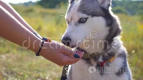 年轻的哈士奇狗在大自然中从女主手中喝水.. 水被注入一条细流注入掌心