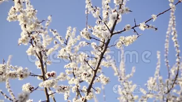 四月的樱花映衬着蓝天