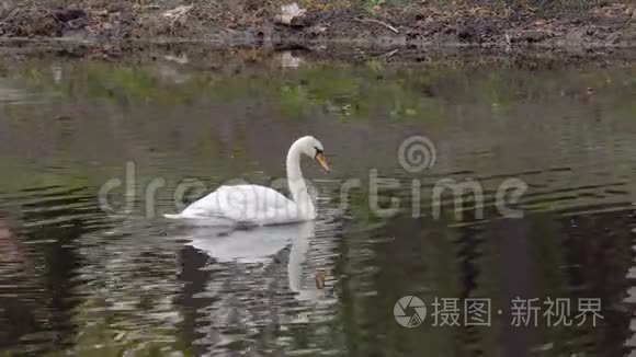 池塘上的天鹅视频