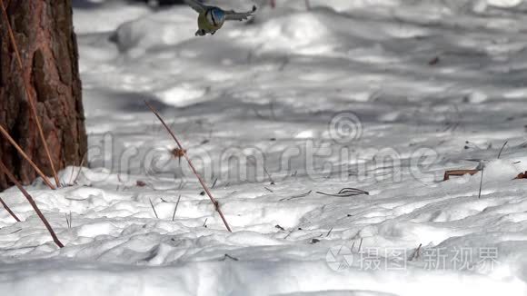 欧亚蓝山雀在雪地里飞来飞去抓一粒向日葵种子，动作很慢