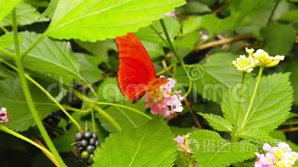 茱莉亚蝴蝶在兰塔纳卡马拉花慢视频