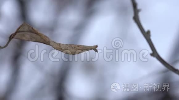 冬天背景的干燥树枝
