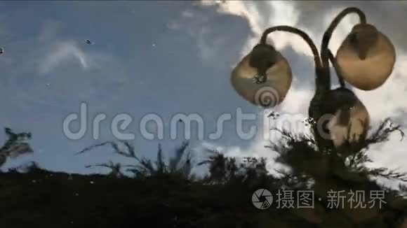 公园灯湖伞反射高清镜头