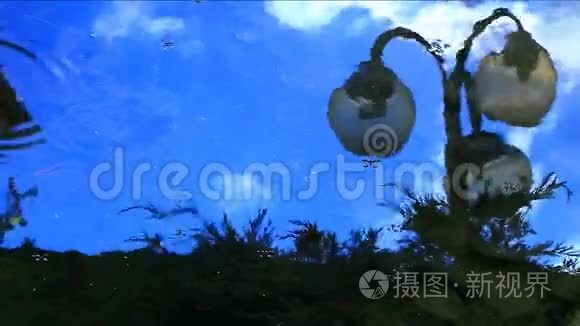 公园灯湖伞反射高清镜头视频