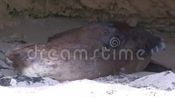睡在山洞里的海狮视频