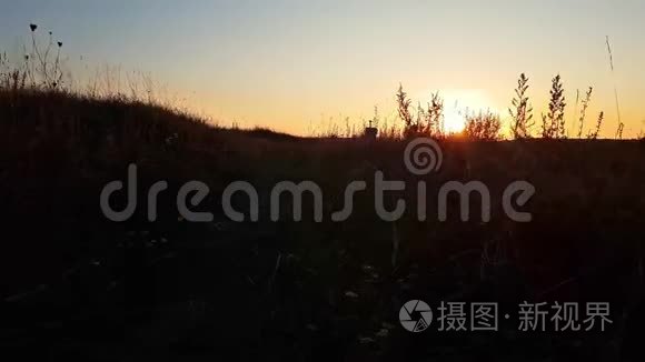 温暖的夏日阳光透过野草的田野照耀。 在夕阳的余晖下，把草地上的花收起来。 五彩缤纷的大自然