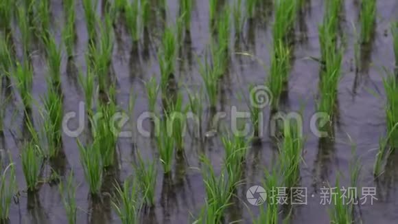 背景视图旅游新的绿色田野健康大米在景观夏季视频。商业农业健康农场