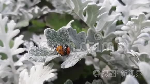 美丽的叶子上的瓢虫视频