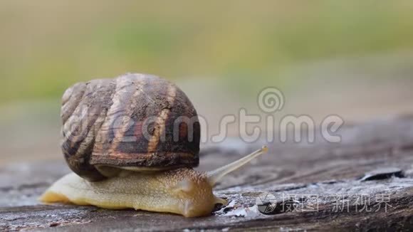 蜗牛爬过花园里的木板