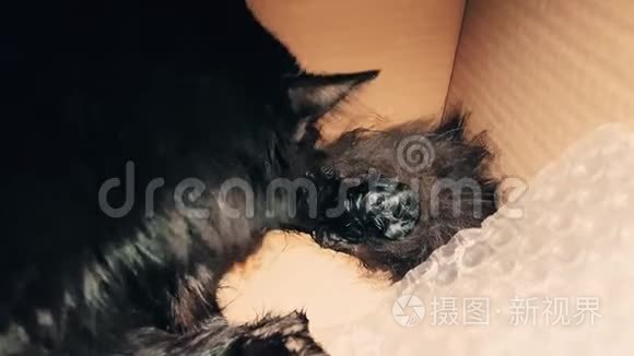 黑猫正在用心地清理新生的小猫视频