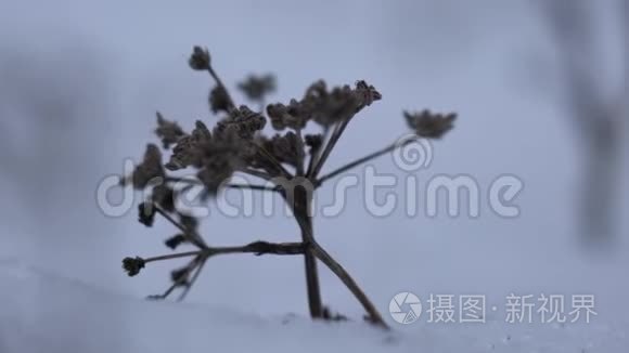 白雪背景下的干植物