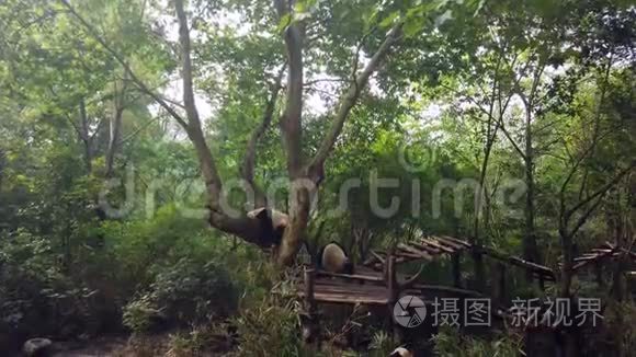 两只大熊猫吃竹叶视频