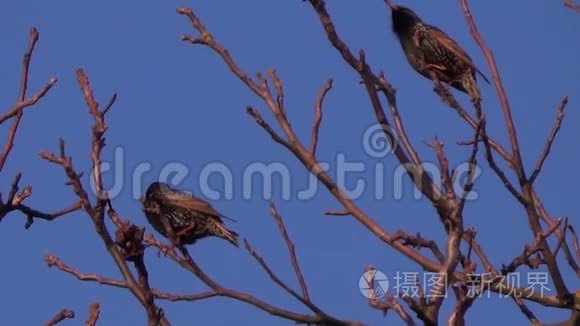 两只雏鸟在树上视频