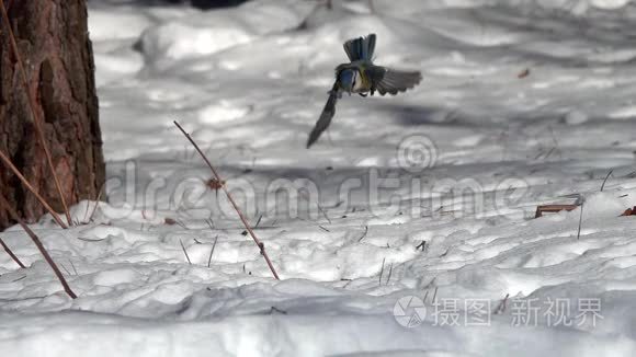 欧亚蓝山雀在雪地里飞来飞去抓一粒向日葵种子，动作很慢