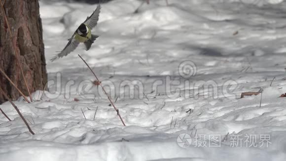 鸟大头鹦鹉主要飞起来，在雪地里抓住一颗向日葵种子，慢动作