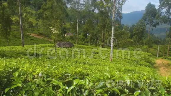 斯里兰卡的茶场