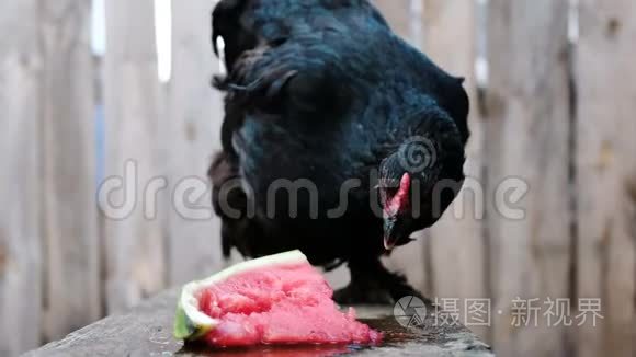 黑鸡在露天的木凳上啄西瓜片视频