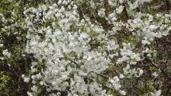 春天阳光明媚的一天，一棵盛开的苹果树枝在风中摇曳