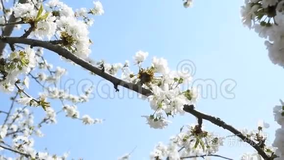 蓝天上的白色樱花视频