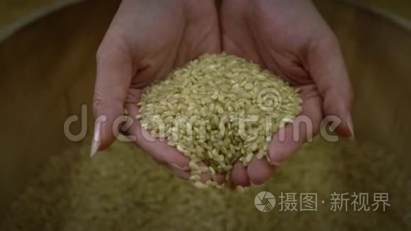 慢动作特写俯视图两只手握着收获的健康水稻