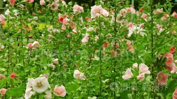 冬青花在夏季花园里的缤纷色彩视频