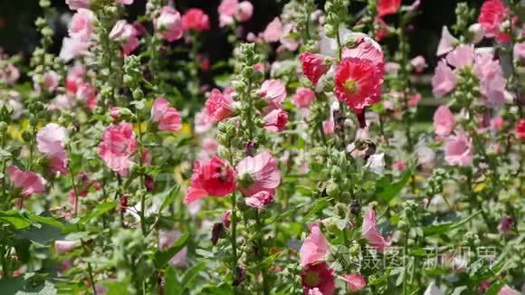 冬青花在夏季花园里的缤纷色彩视频