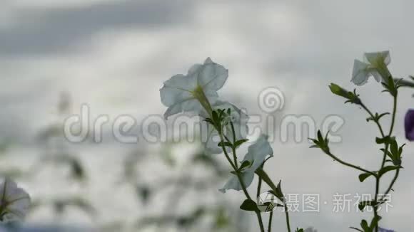 背景模糊的白色花朵视频