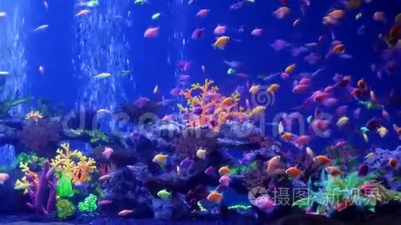 水族馆里有许多荧光热带鱼视频