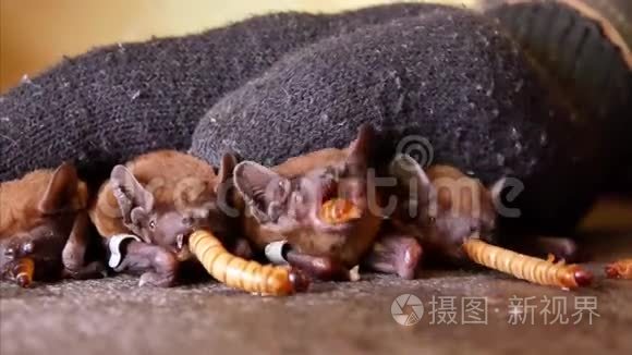 蝙蝠在冬天冬眠后吃虫子视频