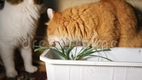 两只猫吃新鲜的青草