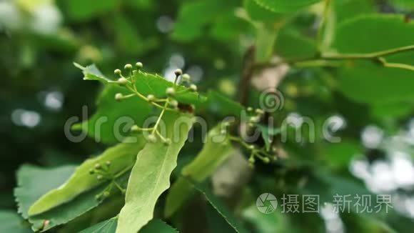 室内生长着嫩小而细的绿色花朵视频