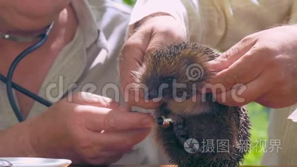 老年人用听诊器拿着刺猬检查视频