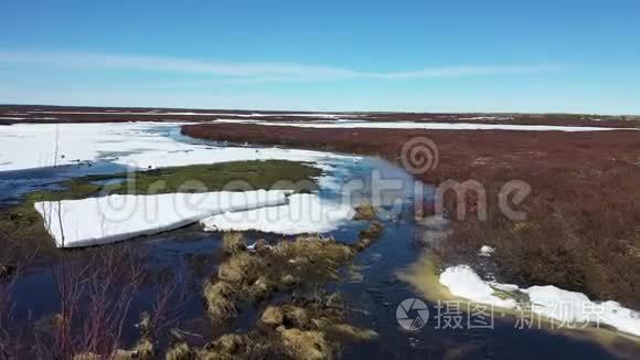 俄罗斯亚马尔半岛冻土带的海鸥视频