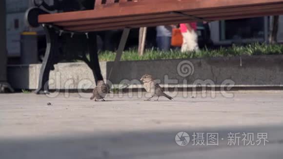 麻雀在长凳上吃东西视频