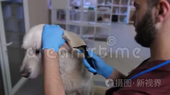特写兽医用耳镜检查狗`耳朵