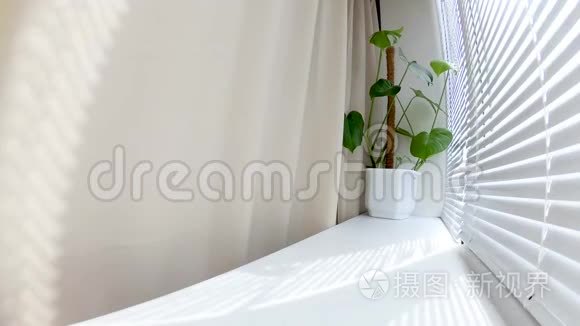 夏天的一天,阳光透过窗户上的百叶窗,在一个有怪物花的窗台上移动.