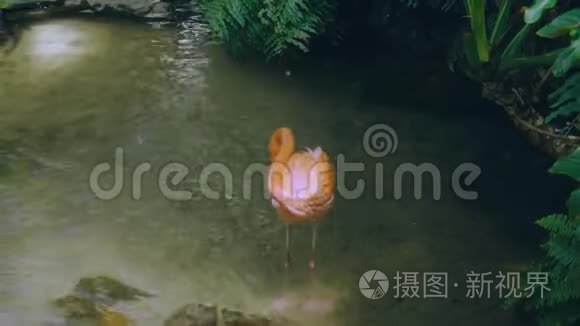 华丽的粉红色火烈鸟站在水里。 美丽的背景