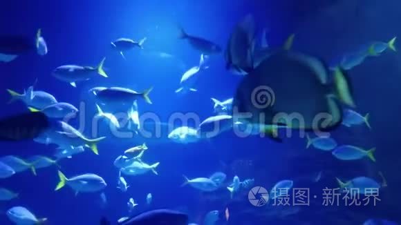 水母在水族馆里游泳