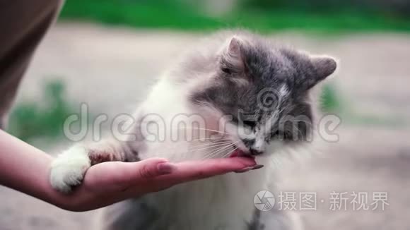 一个年轻女孩的手和一只灰色的猫玩，他用舌头舔它