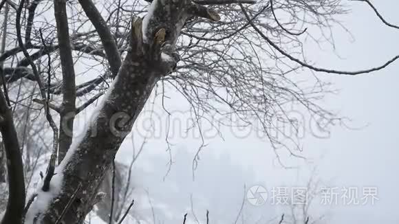 季节性大雪视频