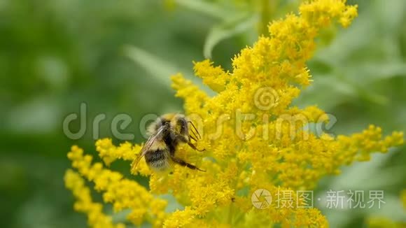 大黄蜂在黄金棒的花朵上视频
